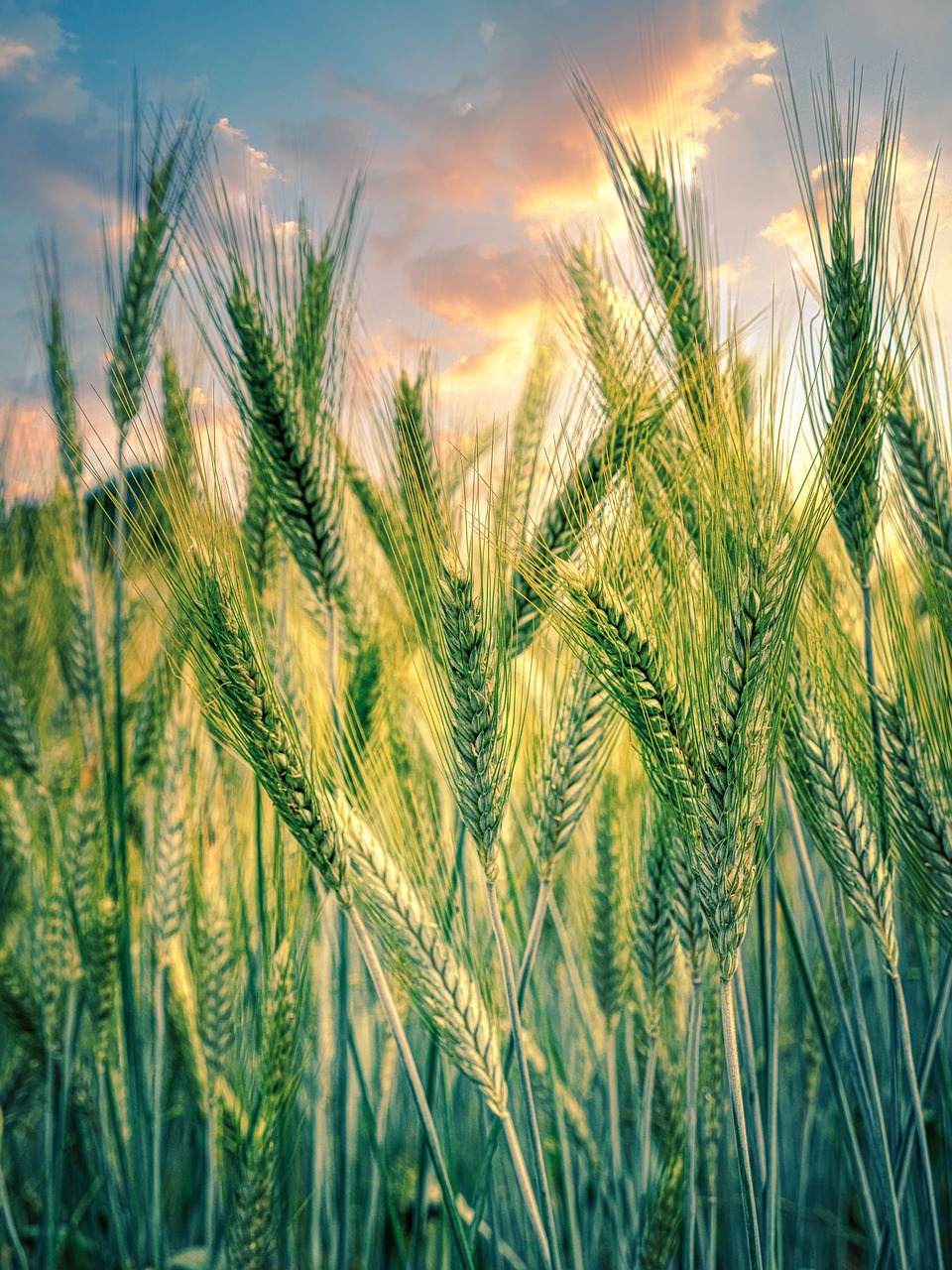 who-we-are-03 cereals, grain, field, plant, sunset, rye, agriculture, nature, growth, rural, cultivation, food, sunrise, clouds, sunlight, agriculture, agriculture, agriculture, agriculture, agriculture
