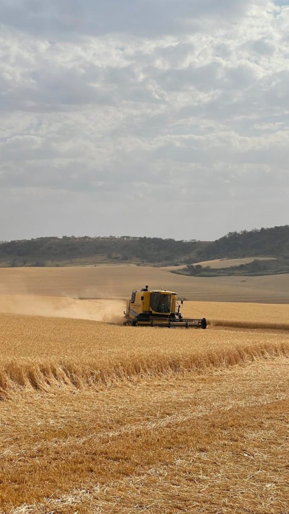 A combine harvester at work in a vast golden wheat field under a cloudy sky.