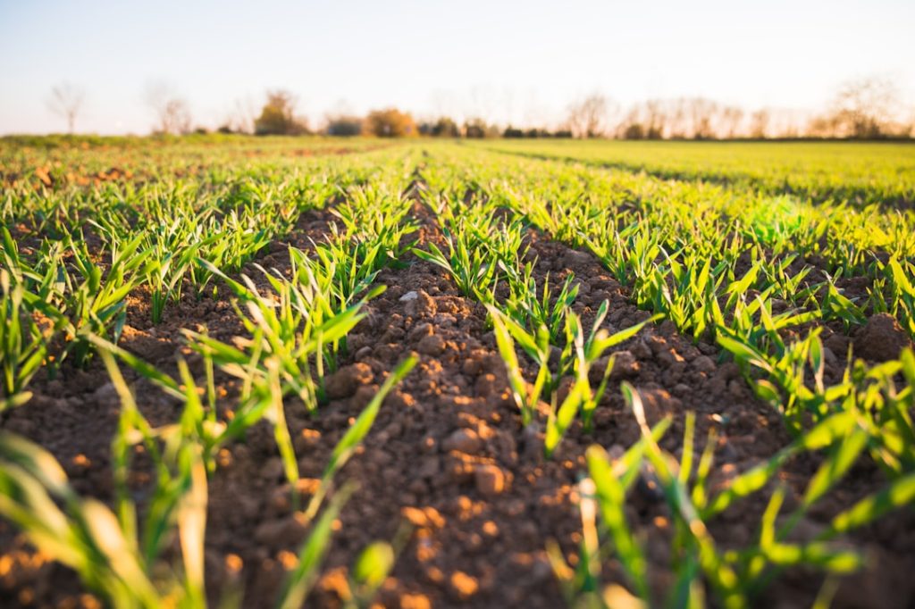 green-grass-field-during-daytime-ltmaawxangk Golden hour and fresh field - spring time