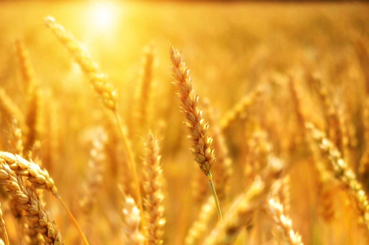 wheat, cornfield, nature, sunset, grain, cereal, field, agriculture